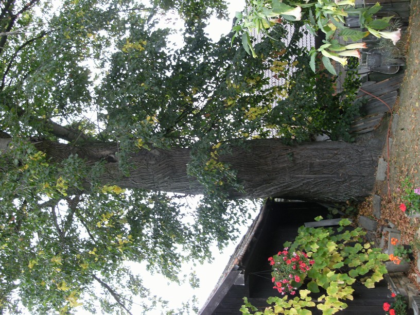 DSCF1528.JPG